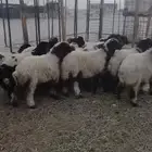 نعيم
