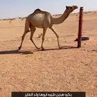 بكره هجن