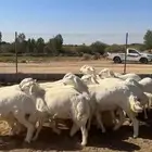 رخال تأسيس مراح