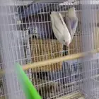 جوز روز منتج. تم  البيع