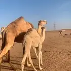 للبيع خلفة