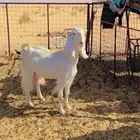 للبيع عنز