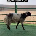 ثني شرط القريع