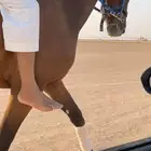 فرس انقليزيه