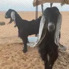 معزا عوارض طيبات