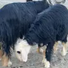 طلي فحل نجدي(تم البيع)
