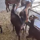 تيوس حبص فل شحم