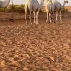 للبيع ابل