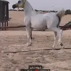 فرس مكس
