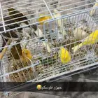 فحول كناريه تغريد