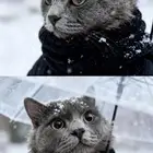 قط ذكر بريطاني رمادي عمره سبع شهور تبني و طالب تزاوج