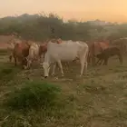 بقر مقاني مراح واحد للبيع
