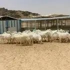 عندي ضان عددها حول 70 تحتها 43 نصها ذبايح