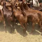 تيوس وعنقان تم البيع