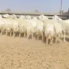 رخال حريات حرش خوات بعض 20 راس دفيع( تم البيع )