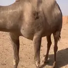 ناقه سمينه مقصف