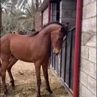 حصان