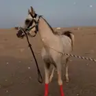 حصان