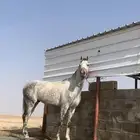 حصان شيخ