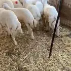 طليان حريه