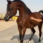 فحل مستورد من مربط عجمان