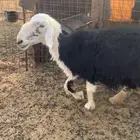 نجديه خلفه