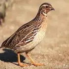 سمان حي جديد الجوز 15