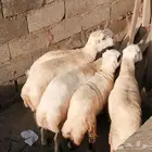 خرفان للبيع عدد 5 تواصل