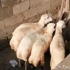 جذعان بلدي