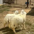 3 طليان للبيع