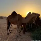 الببع ناقه