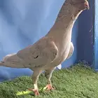 جوز قرقاطي مرتب