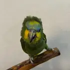 ببغاء امازوني اليف