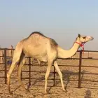 هجن جذعه طيبه بنت سوداني الجبران