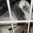 زوج حمام نفاخ مسوبع
