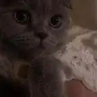 سكوتش فولد 4 شهور
