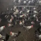 ديوك فيومي