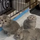 كيتنز سكوتس فولد نادر