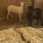 ماعز قزم الاماني