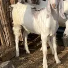 تيوس
