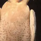 مطلوب شاهين جبلية او بحرية