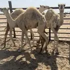 قعدان حشو بريه