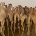 قعدان للبيع مغلقه