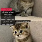 سكوتش