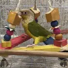 طيور كنيور اناناس صبغه فخمه ولون وشكل وماشاءالله جسمه مرفوع