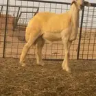 مشروع فحل صنف