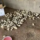 صيصيان للبيع العمر اسبوع