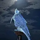 تدريب الصقور وتدريب تعلم على الصقور شارة وملواح ومقناص