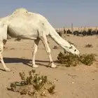بعير باتلي