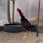 دييك شامو